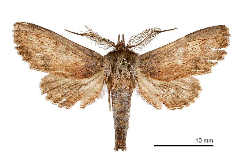Anuga wantsungyangi Male